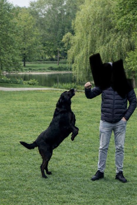 Oddam psa – Labrador, 4 lata