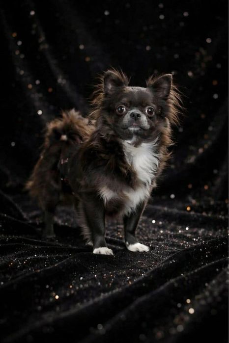 Красавец голубой чихуахуа