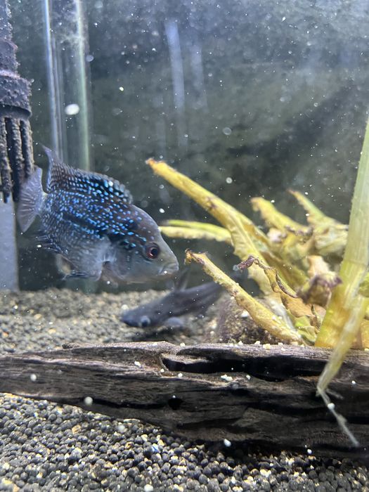 Flowerhorn KAMFA 5/6cm