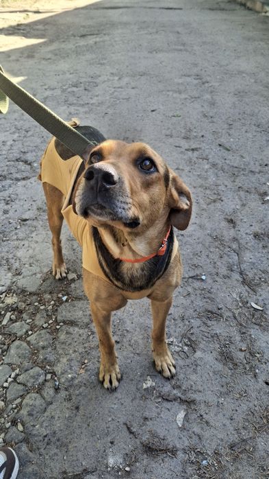 Собачки, собаки у хороші руки!