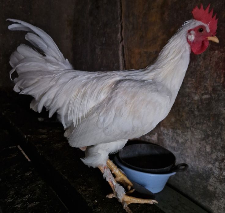 Frangos troco por frangas ou pintos fêmea  ou por saca comida  Arredores E Faro ligue pra mim sffs