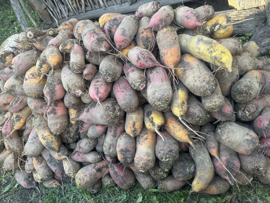 Буряк   кормовий