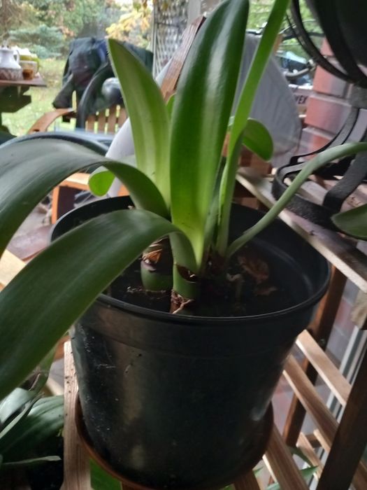 Zielona ozdoba w doniczce.