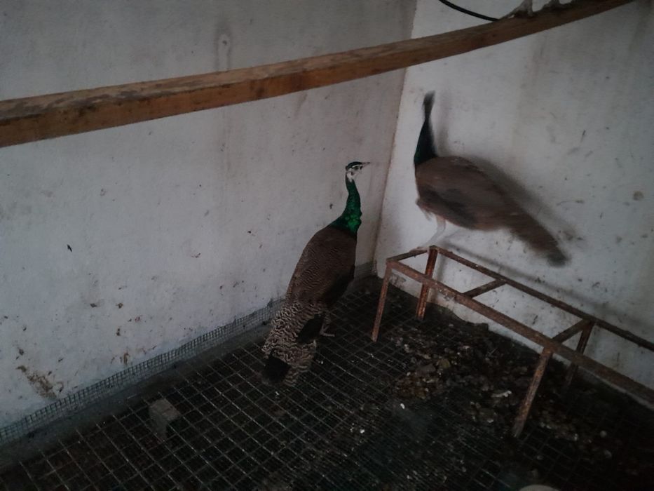 Pavões 3 femeas 1 macho e 1 purpura