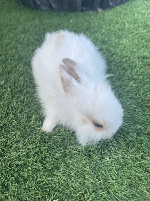 Coelhos anoes angora