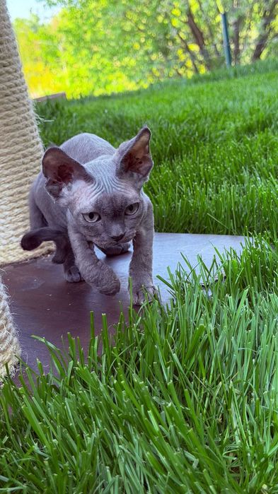 Devon rex koty zwierzęta