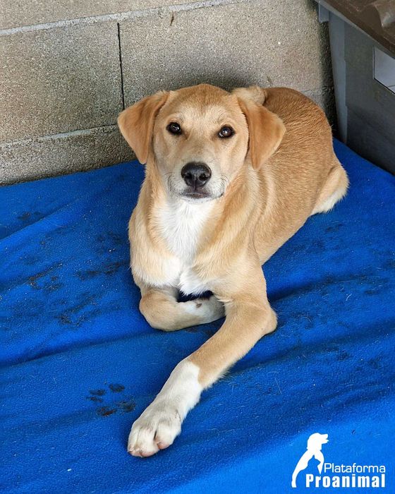 JANO - Cãozinho jovem para Adoção!