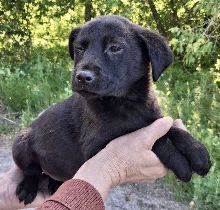 Дівчинка шукає відповідальну родину