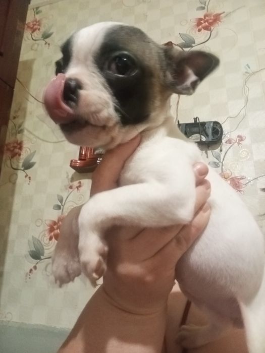 Аліментна дівченка