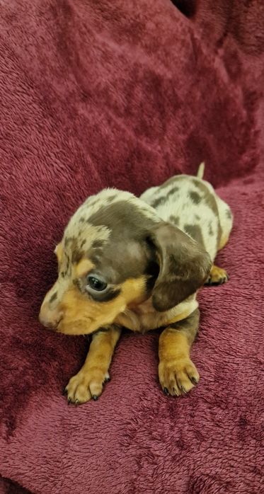 Femea Teckel Arl chocolate