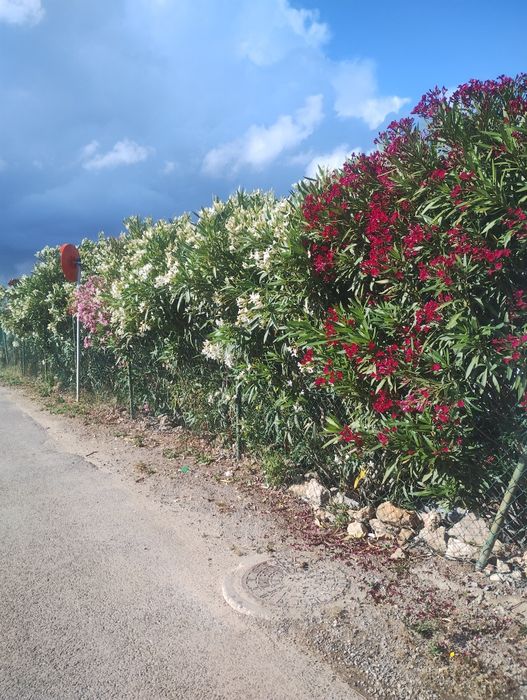 Jardinagem terraplanagem