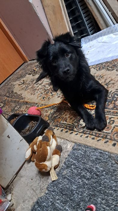 Xena szuka kochającego domku