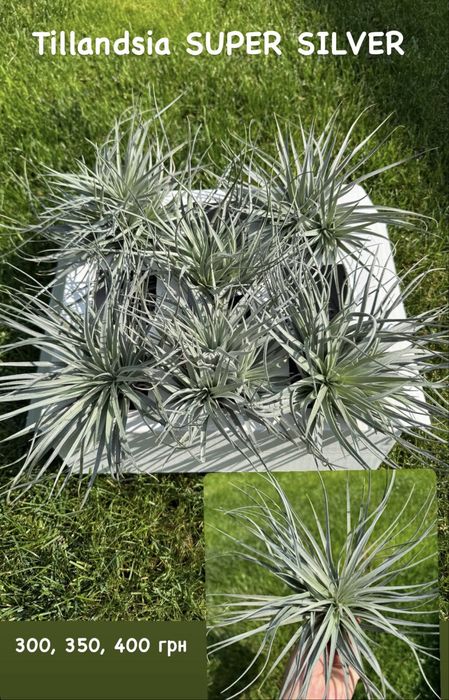 Tillandsia тилландсия intermedia іонанта  медуза курлі слім адреана