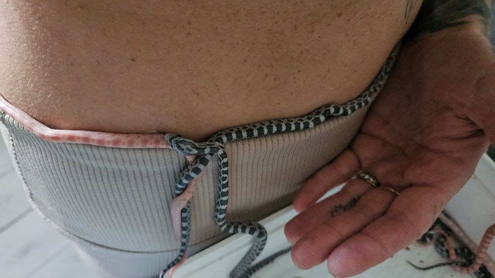 Waz zbozowy różne odmiany kolorystyczne wyprawka