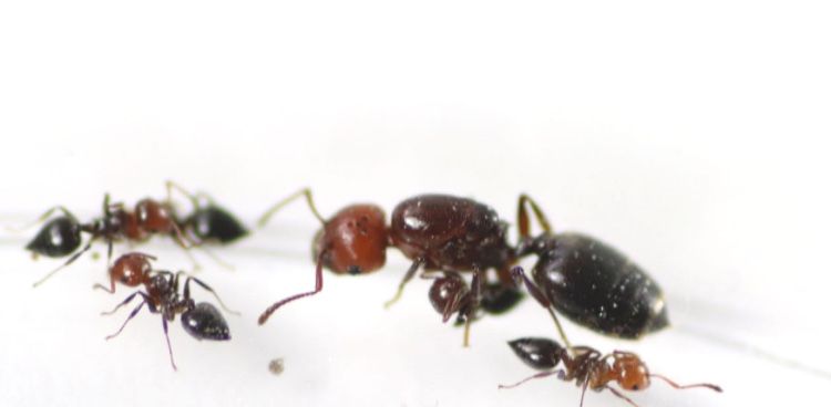 crematogaster scutellaris mrowy