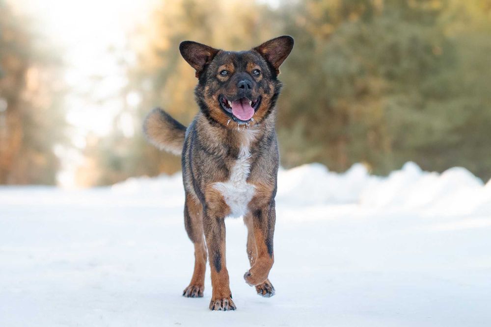 BENIO - mały wesoły psiak poleca się do pokochania