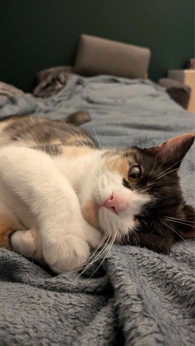 Kochana koteczka szuka kochającego domu!