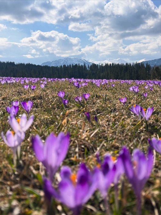 NOWE Domki Chochołów Witów - blisko Termy Chochołowskie Wielkanoc