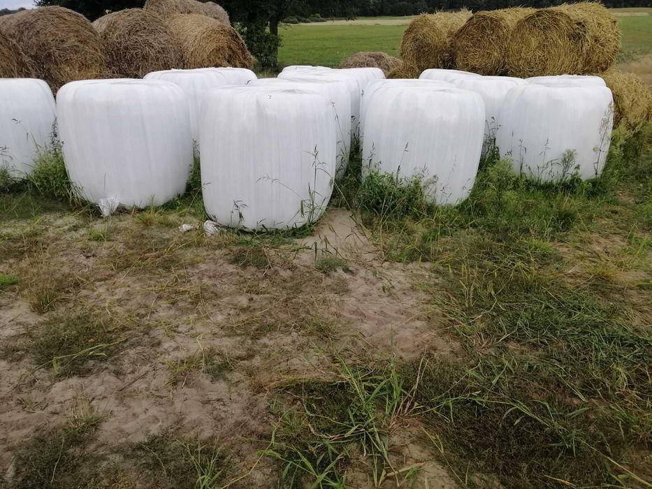 Sianokiszonka  z 2025