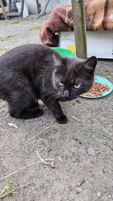 Чорна котяча родина шукає дім