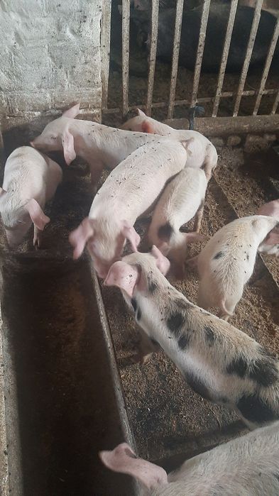 Подаются поросята