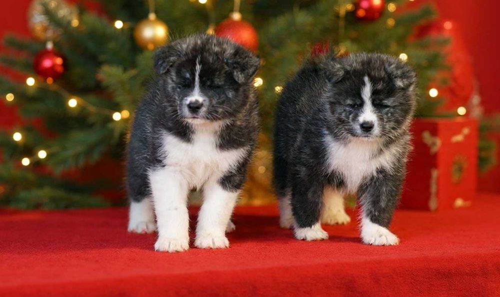 Akita pręgowana, pies, chłopak, samiec ZKwP / FCI