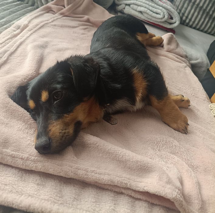 Śliczna SANTA szuka kochającego domu