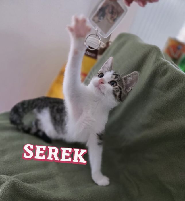 Małe kotki szukają domków