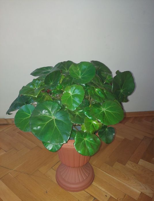 Begonia czerwonolistna