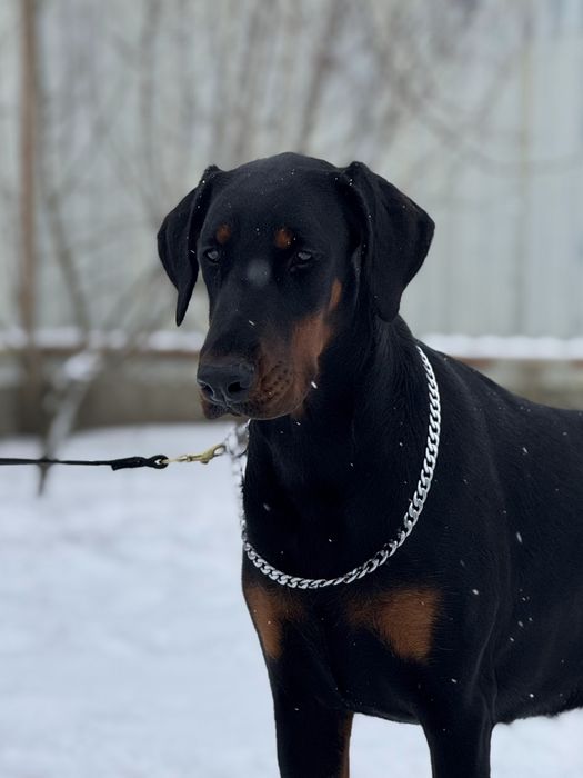 Доберман КСУ/FCI