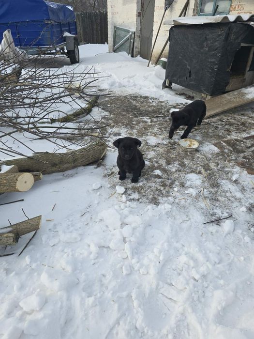 Цуценятки метіси овчарки