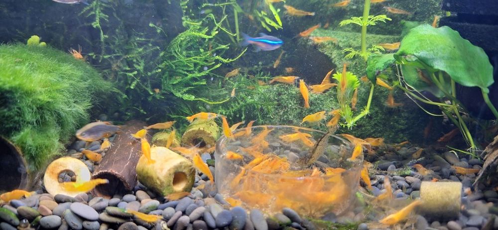 Krewetka Neocardina Orange Sakura