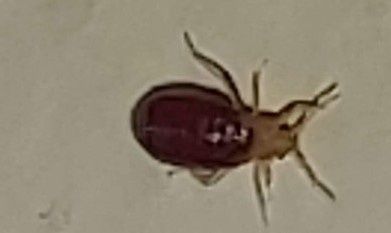 Odpluskwianie, usuwanie pluskiew, tępienie pluskwy, likwidacja pluskwy