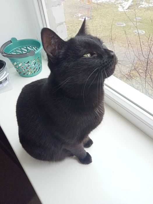 Кошенята в добрі руки