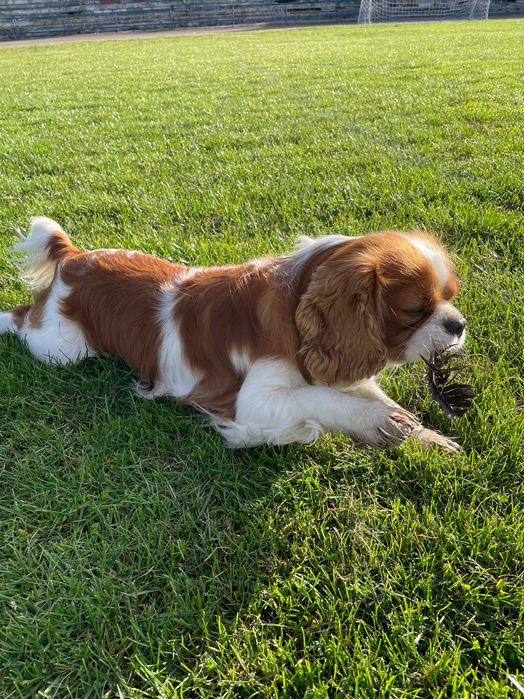 Вʼязка Кавалер Кінг Чарльз Спаніель