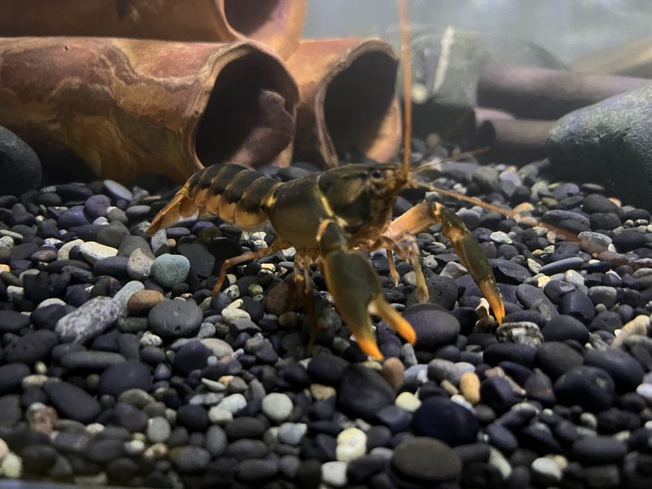 Rak Cherax Snowden