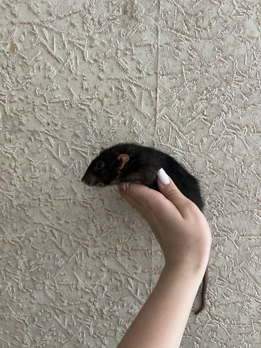 Крыски в добрые руки