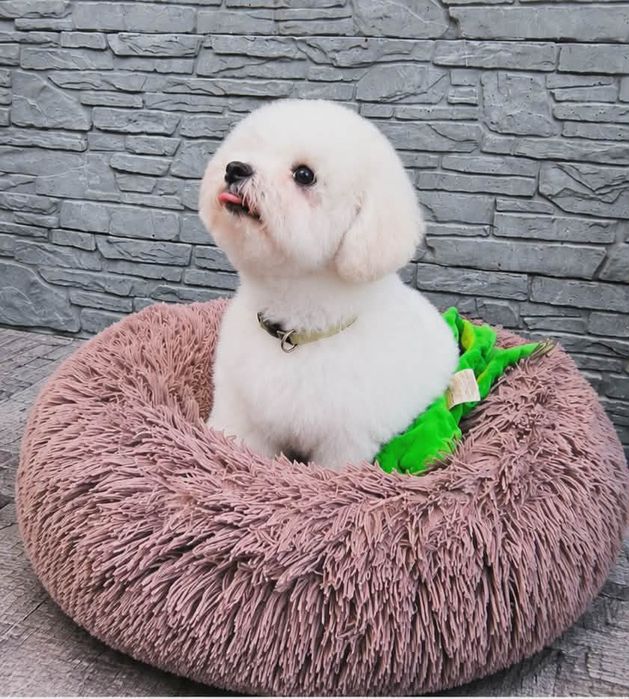 Bichon frise FCI ZKwP