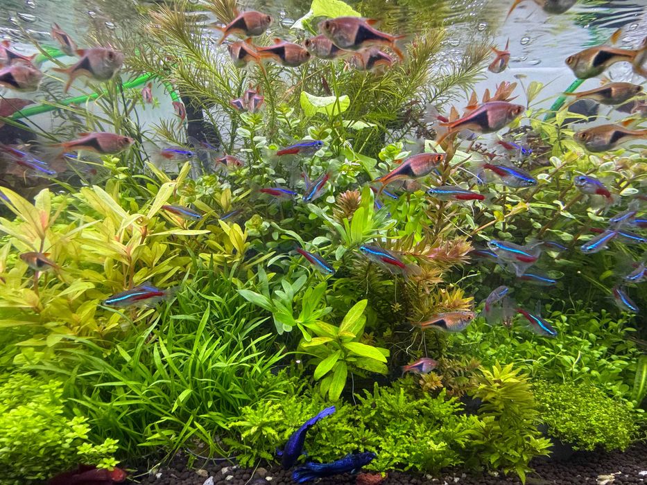 GB Rośliny rotala rotundifolia red/green wiązka lub doniczka kilka sztuk