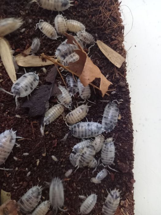 Isopody, prosionki Porcellio Laevis ''Dairy Cow''