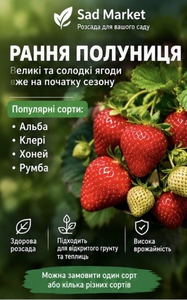 Розсада полуниці набори  50 100 шт | Різні сорти
