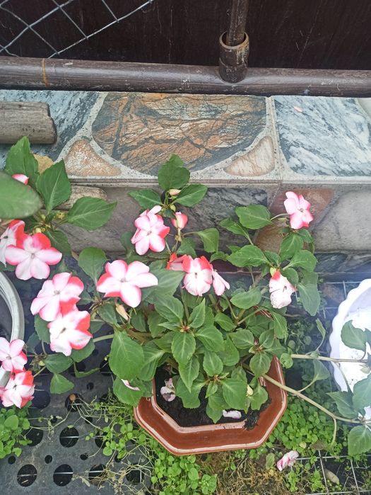 Продам бальзамiн.