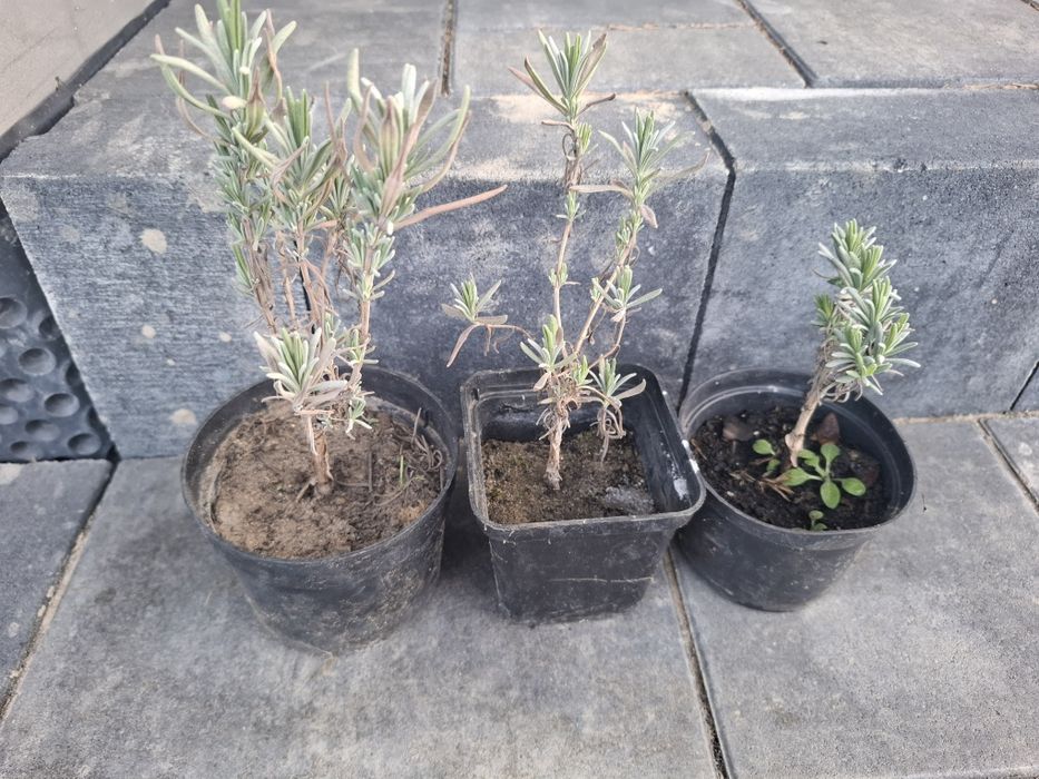 Lawenda nadwyżka z ogrodu 3 szt