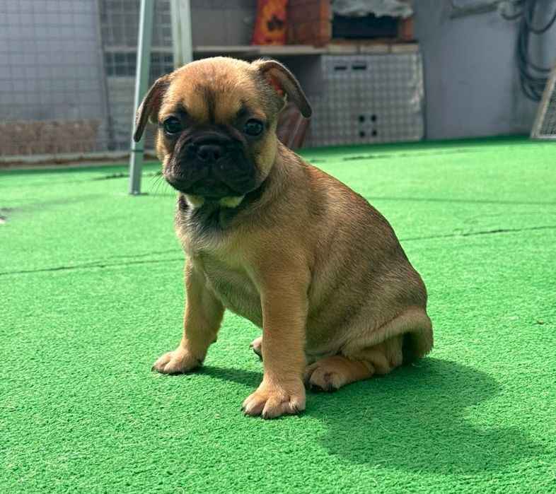 Bulldog francês fêmea fawn