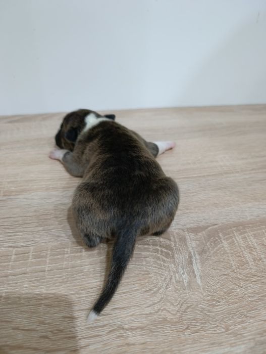 American staffordshire terrier Amstaff