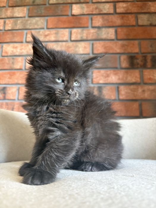 Kotka Maine Coon