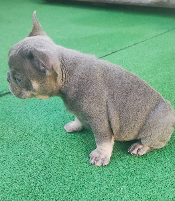 Bulldog francês fêmea blue lilac tan