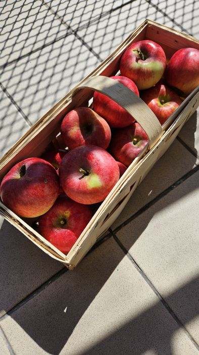 Ekologiczne jabłka nie pryskane