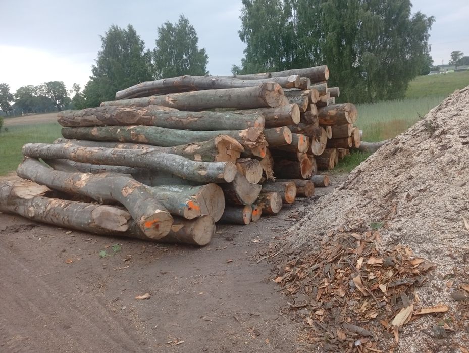 Drewno opałowe oraz kominkowe