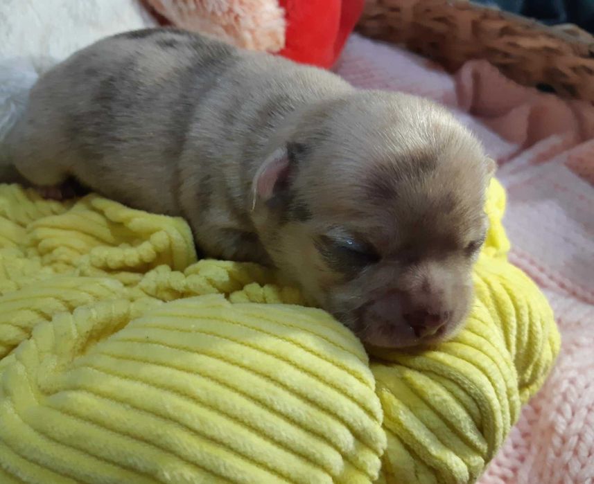 Chihuahua Piesek Beżowo Merle